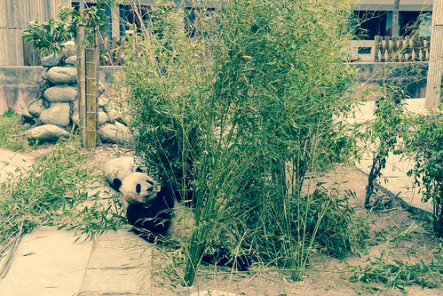 Giant Panda Breeding Base- Chengdu, China.jpg