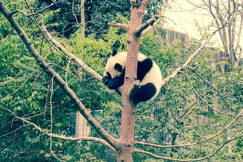 Giant Panda Breeding Base- Chengdu, China-3.jpg