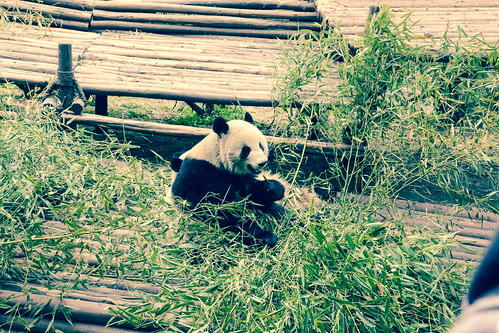 Research Base of Giant Panda Breeding - Chengdu, China-2.jpg