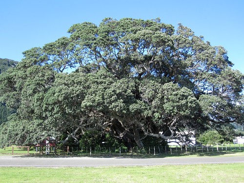 Ancient Pohutakawa Tree