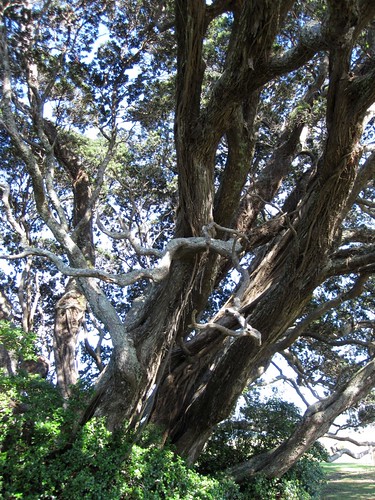 Ancient Pohutakawa Tree 2