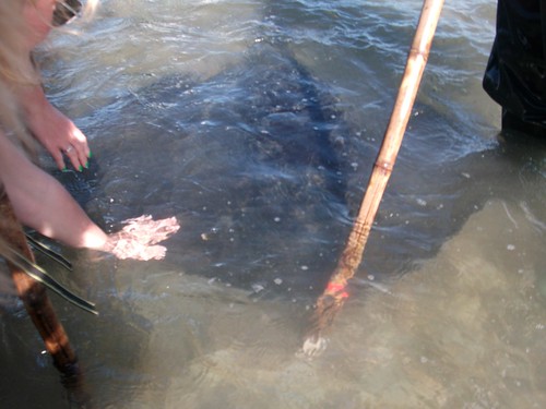 Stingray Feeding