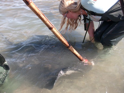 Stingray Feeding 8