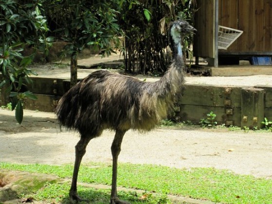 Emu