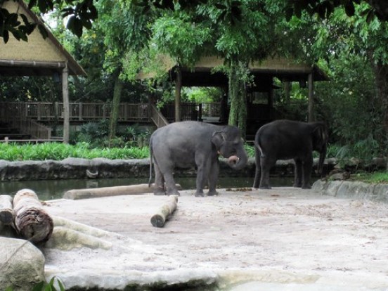 Asian Elephants 2