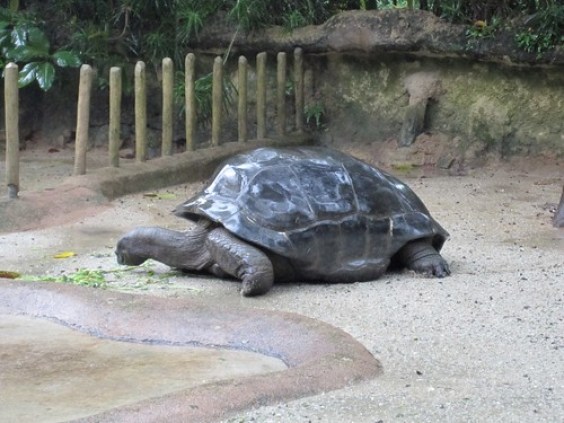 Giant tortoise