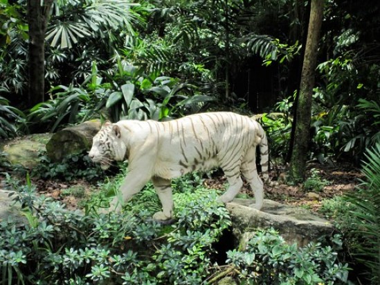 White Tigers 2