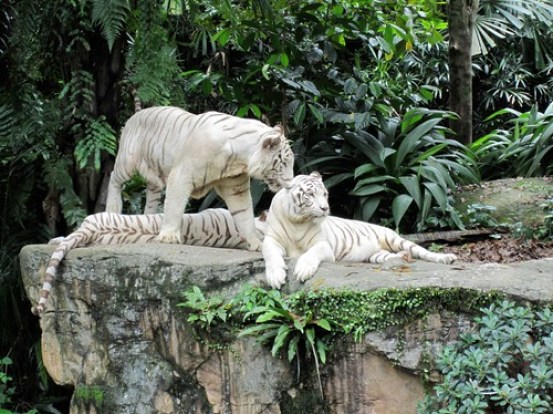 White Tigers 3