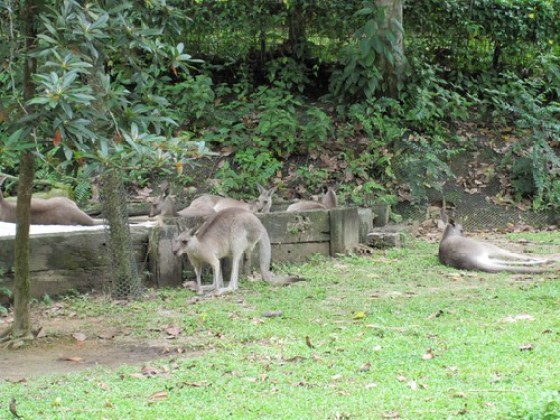 Lazy Kangaroo