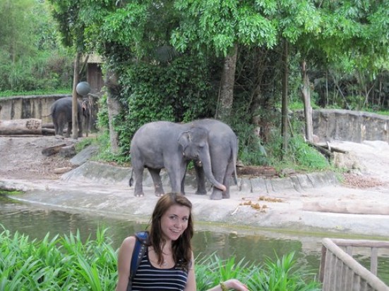 Asian Elephants