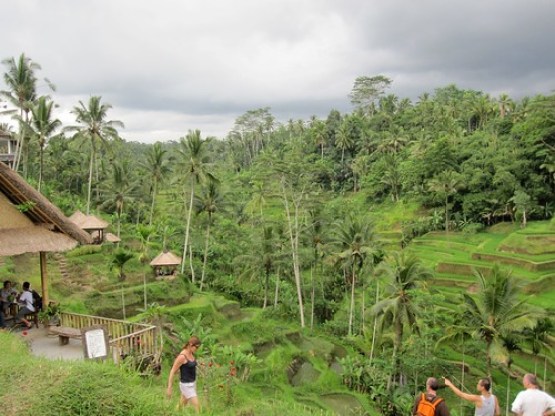 Bali Rice Paddies