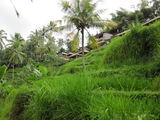 Bali Rice Paddies 2