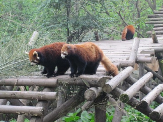 FireFox Waiting for Food!