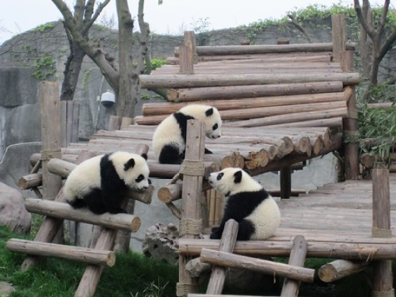 Baby Pandas Playing