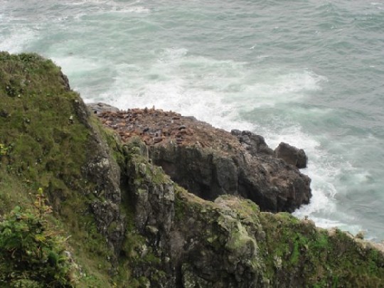 Oregon Coast Sea Lions