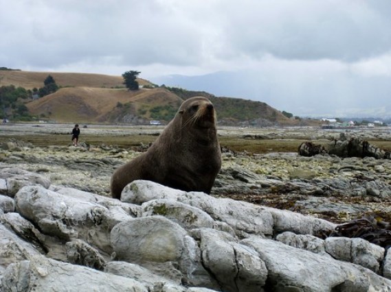 Kaikoura Seal