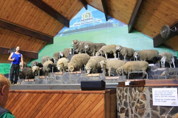 Agrodome Sheep Show