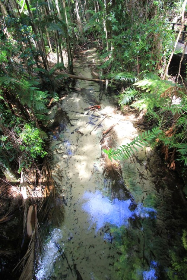 Rainforest - Fraser Island, Australia