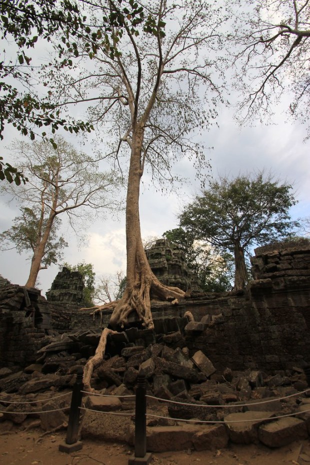 Ta Prohm - Siem Reap, Cambodia