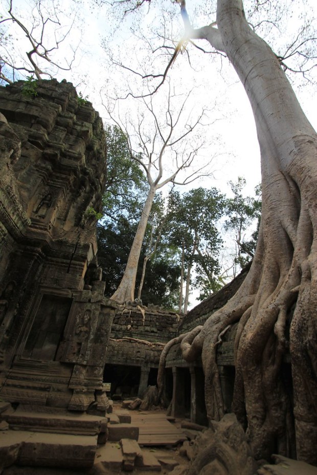 Ta Prohm - Siem Reap, Cambodia