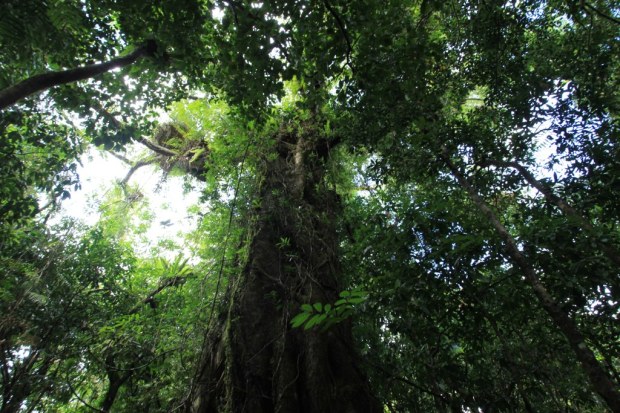 Daintree Rainforest, Australia