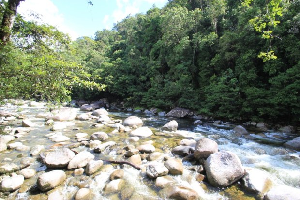 Daintree Rainforest, Australia