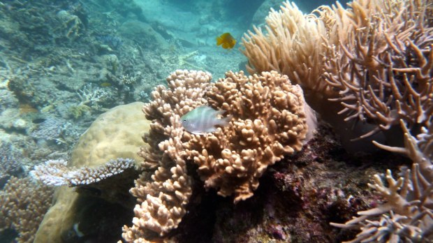 Scuba Diving, Great Barrier Reef : Cairns, Australia