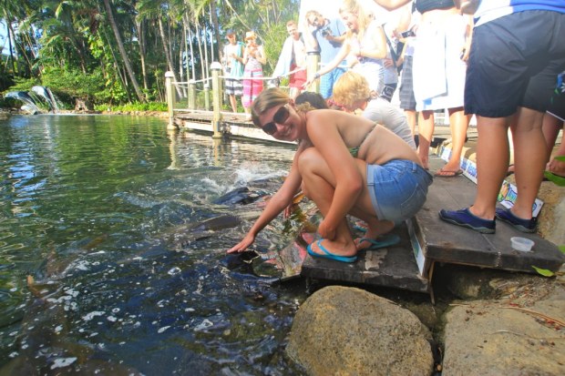 Stingray Feeding, Daydream Island: Whitsundays, Australia