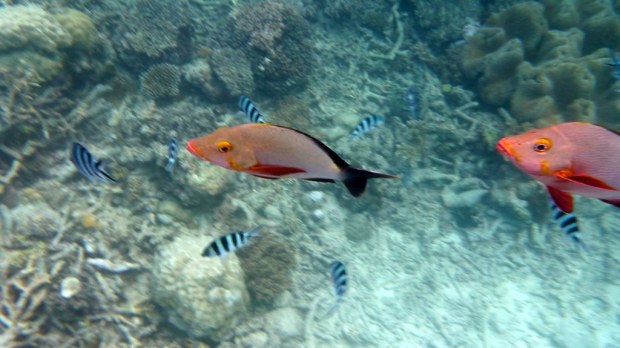 Scuba Diving, Great Barrier Reef : Cairns, Australia