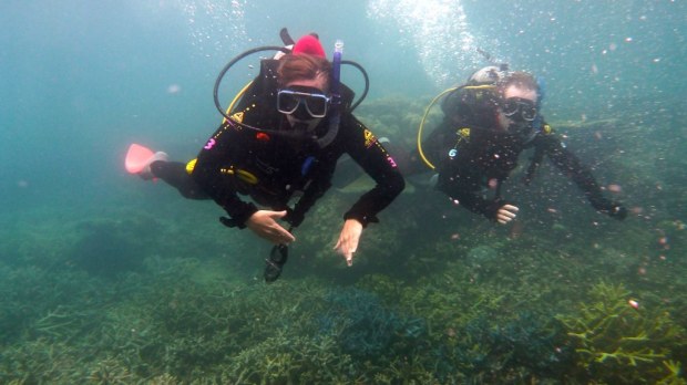 Scuba Diving, Great Barrier Reef : Cairns, Australia