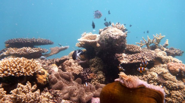 Scuba Diving, Great Barrier Reef : Cairns, Australia