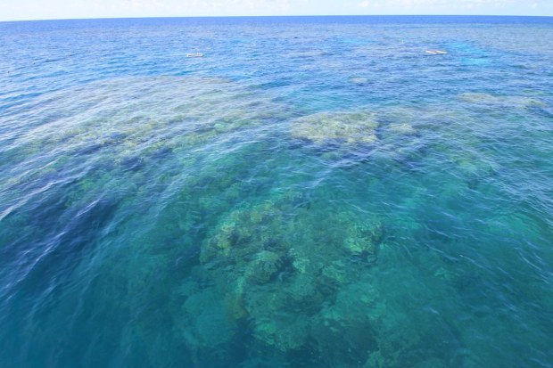 Great Barrier Reef : Cairns, Australia