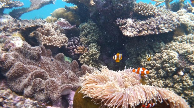 Scuba Diving, Great Barrier Reef : Cairns, Australia