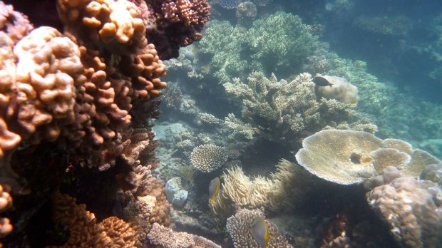 Scuba Diving, Great Barrier Reef : Cairns, Australia