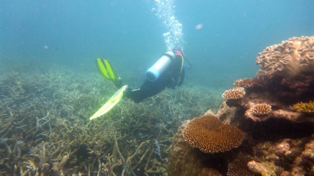 Scuba Diving, Great Barrier Reef : Cairns, Australia