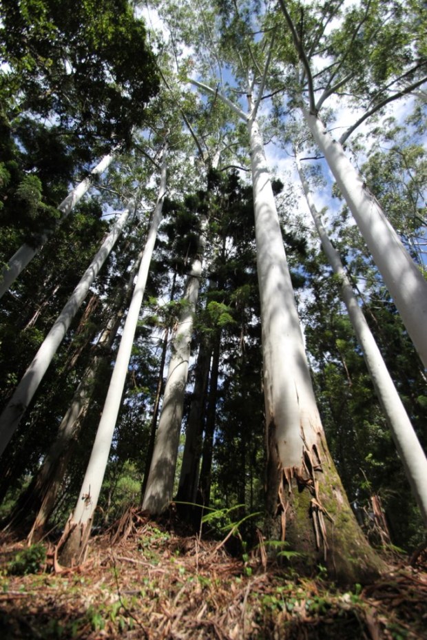 Rainforest - Fraser Island, Australia