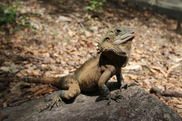 Currumbin Wildlife Sanctuary - Australia