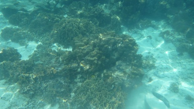 Snorkeling - Koh Tao, Thailand