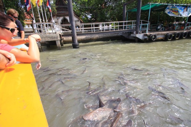 Fish Feed, Canals - Bangkok, Thailand