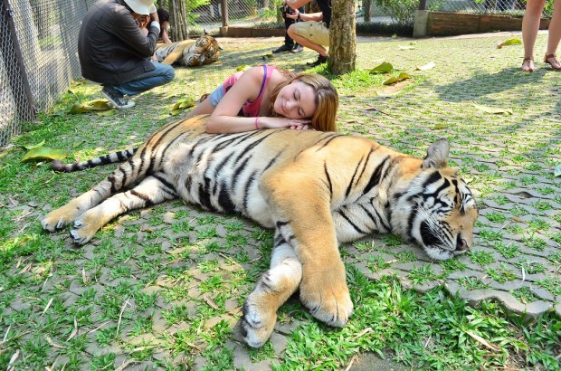 Tiger Kingdom - Chiang Mai, Thailand