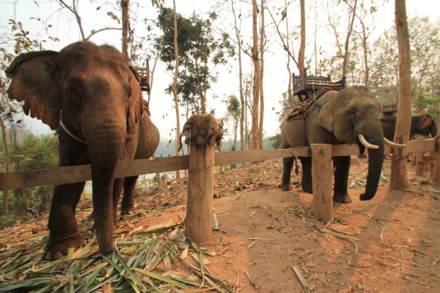 Elephant Ride- Luang Prabang, Laos