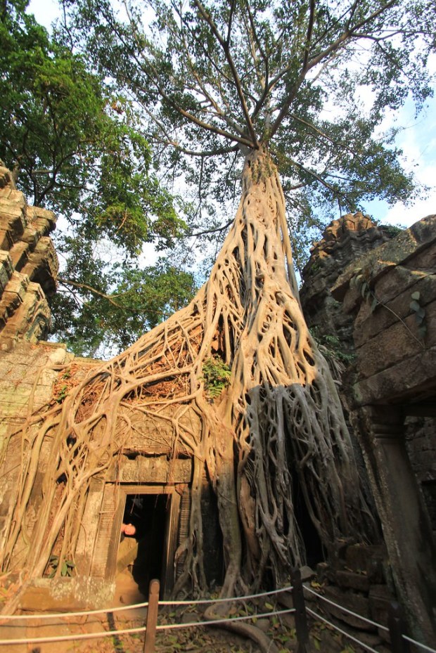 Ta Prohm - Siem Reap, Cambodia