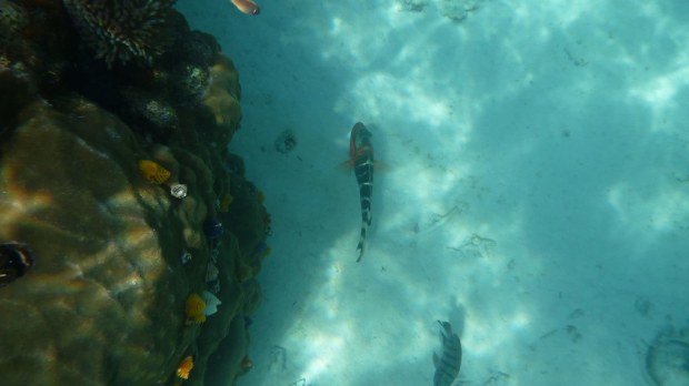 Snorkeling - Koh Tao, Thailand