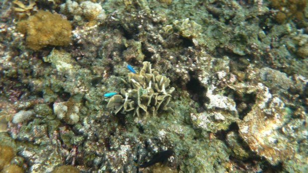 Snorkeling - Koh Tao, Thailand