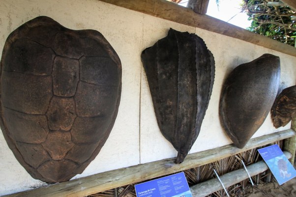 TAMAR Turtle Shells - Praia do Forte, Bahia, Brazil