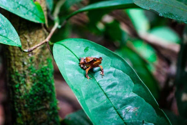 Frog - Amazon, Brazil