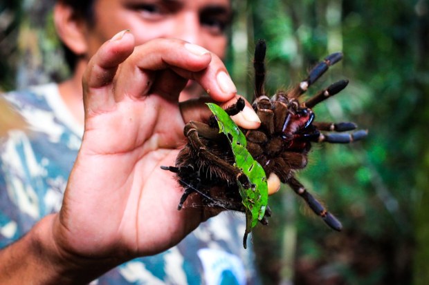 Giant Tarantula - Amazon, Brazil