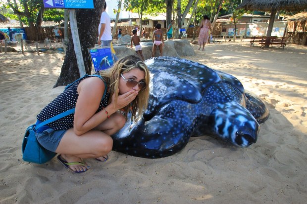 TAMAR Turtle - Praia do Forte, Bahia, Brazil