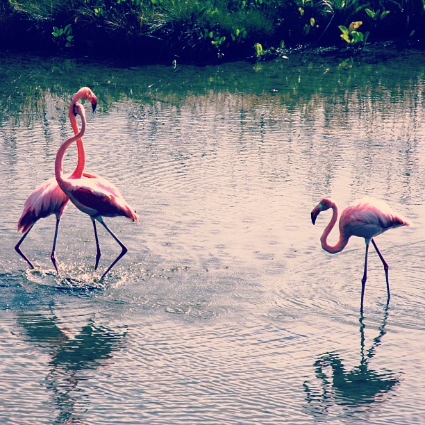 #Flamingos my new favourite creature from the #Galapagos #travel #contiki