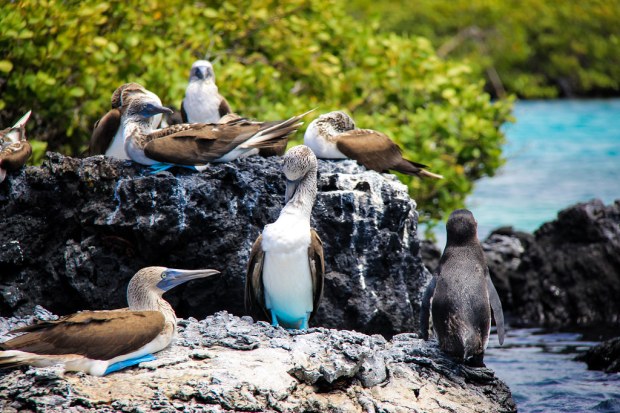 Isabella - Galapagos (43)